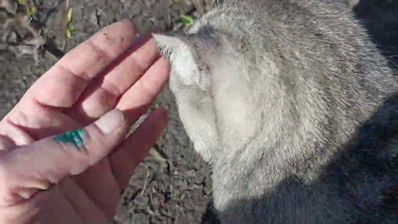 Впервые я с вами заговорила об очень важном! О ризофагии, периодах развития и микробиоте почвы! смотреть онлайн