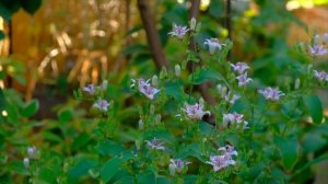 Трициртис хирта 2022