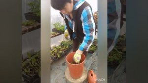 Как черенковать тую.#черенкование #садогород #tagetes