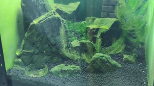 Камни для аквариума. Изменяющие параметры воды и нейтральные