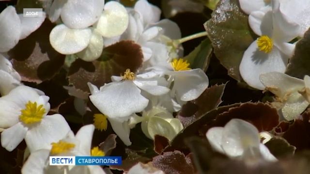 Ставрополь украсят сотни тысяч цветов
