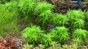 Тонина Белем (Tonina sp. Belem), условия содержания в моем аквариуме.