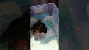 Кормление красноухой черепахи кузнечиками и улитками