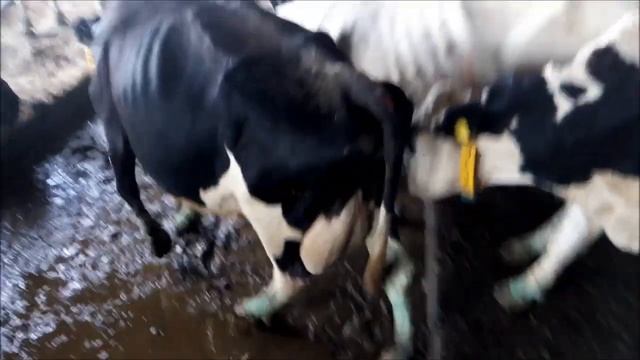 Работа студентов ветеринаров на комплексе. Теленок-мутант смотреть онлайн