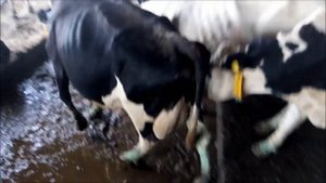 Работа студентов ветеринаров на комплексе. Теленок-мутант