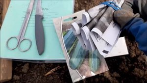 ✅❦ Посев сухих семян кабачков в открытый грунт