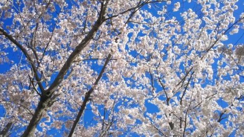 Classical MUSIC \ Relaxing PIANO music \ PIANO music ROMANTIC. #sadpiano #pianomusicromantic