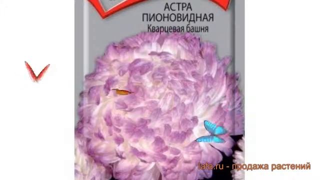 Астра пионовидный Кварцевая башня ? обзор: как сажать, семена астры Кварцевая башня смотреть онлайн