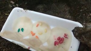 Посадка огурцов под бутылку.