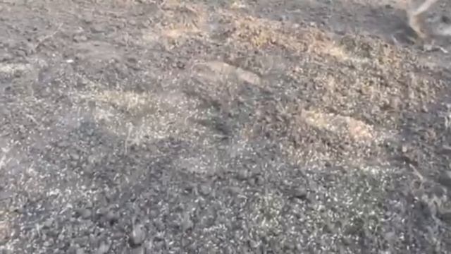 Посадка газона / газон за день/лыжная трамбовка смотреть онлайн