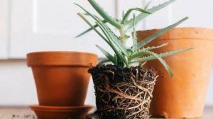 Как пересадить алоэ вера