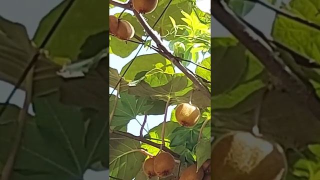 Как растёт КИВИ. А ВЫ ВИДЕЛИ? смотреть онлайн