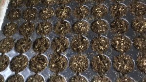 Выращивание ранней зелени, посев семян на рассаду.