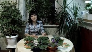 Фиалки. Уход в домашних условиях.