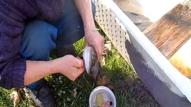 Как чистить и разделывать рыбу смотреть онлайн