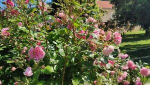 Rose Sweet Laguna
