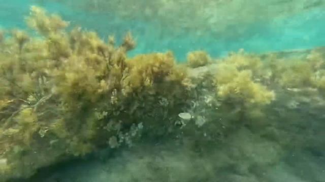 Морское царство смотреть онлайн