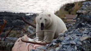 Настоящий белый медведь. Polar bear