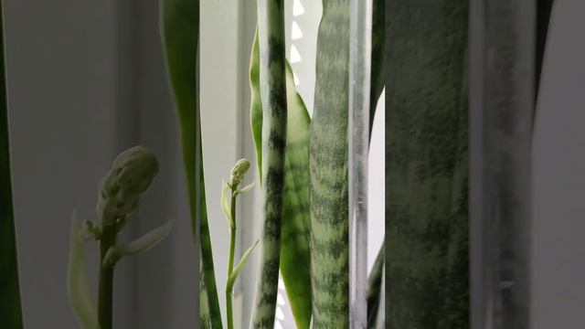 ТЕЩИН ЯЗЫК, ЖДЕМ ЦВЕТЕНИЕ (САНСЕВИЕРИЯ, Sansevieria) #Shorts