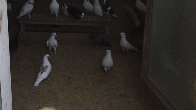 #Pigeons.Полёт голубей в маленьком количестве. смотреть онлайн