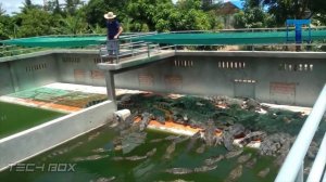 Крокодиловая Ферма - Как Это Устроено?