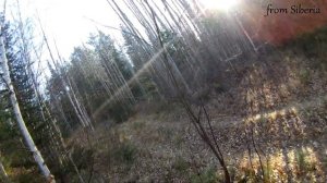 Возвращение в лес. Непуганый рябчик. Охота на рябчика в тайге.