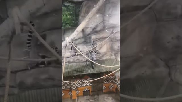 Мини экскурсия в Тульский Экзотариум! смотреть онлайн