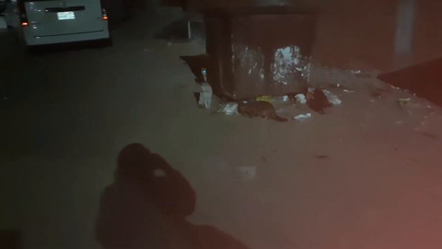 Глаза кошек светятся в темноте. Night cats.