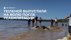 Выпустили тюленей на волю