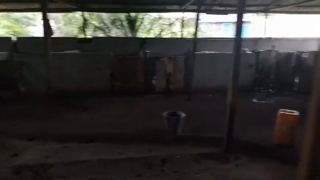 Comment Castrer les Porcelets pour une Croissance Rapide смотреть онлайн