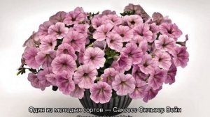 Петуния ампельная — однолетняя или многолетняя