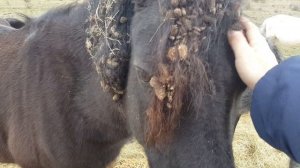 Табунное Коневодство. КАК ВЫГЛЯДЯТ ЛОШАДИ, которые недавно вернулись с гор.