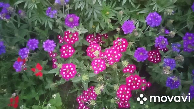 Красивые цветы на участке соседей. Миндаль в Сибири beautiful flowers in my neighbors garden смотреть онлайн