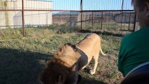 Львы дерутся, МЫ ПОПАЛИ! We are caught among the fighting lions!