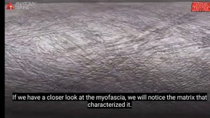 Что такое фасция?