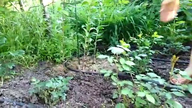 Розы в апреле после посадки смотреть онлайн