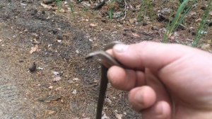 Очень не ОПАСНАЯ змея. Веретеница ломкая