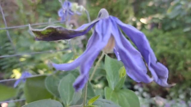 Queen of Flowering | Clematis Vine Varieties смотреть онлайн