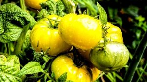 СУПЕР ПОДКОРМКА, ТОМАТОВ СРАЗУ БУДЕТ В 10 РАЗ БОЛЬШЕ, ПОДКОРМКА ТОМАТОВ, САД ОГОРОД TV