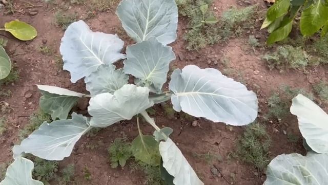 Слизни и Гусеницы на Капусте Исчезли. За 1 ночь избавилась от вредителей, теперь листья без дыр смотреть онлайн