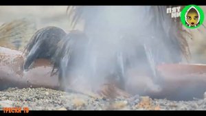 Камчатка  Медведи  Лосось  Икра