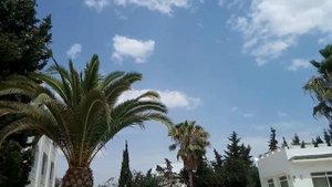 Тунис. Территория Отеля Le Hammamet Resort (продолжение) , август 2016г.