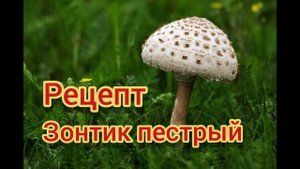 Зонтик Пестрый. Рецепт