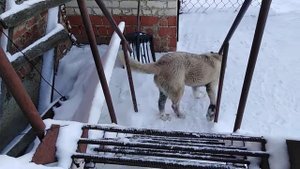 Кавказский волкодав 6 месяцев