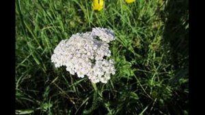 как заварить тысячелистник, трава тысячелистник лечебные свойства