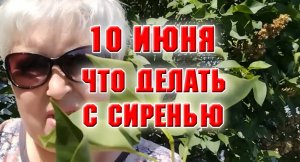 10 июня. Что я делаю с сиренью и зачем