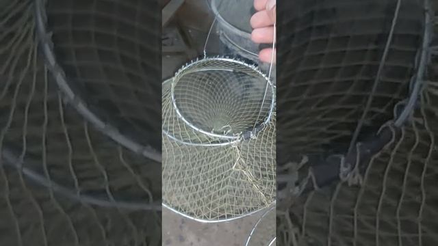 Раколовки-чернильницы своими руками...