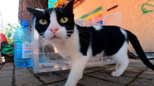 Спасение двух кошек, одна кошка убежала!