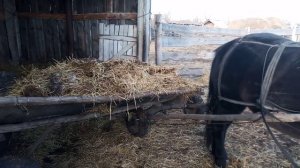 #Конская телега - ''самосвал" #втренде