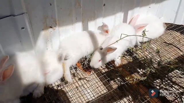 18. Сажаю лук эксибишен. Опять новоселье на хоздворе. смотреть онлайн